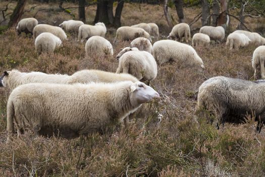 flock of sheep grazing on the veluwe