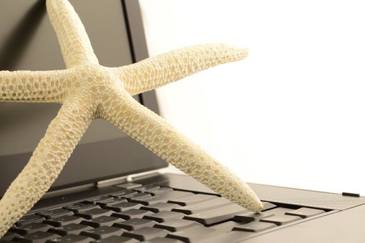 A starfish on a laptop for online travel bookings.