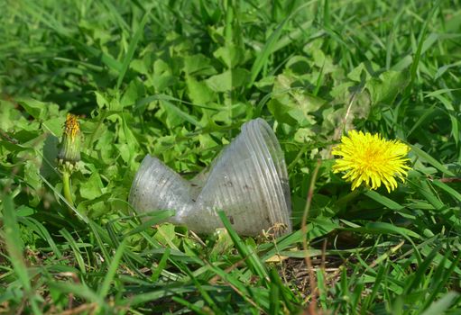 Used plastic cup and yellow dandelion flower, selectivw focus, environmental issues of plastic litter