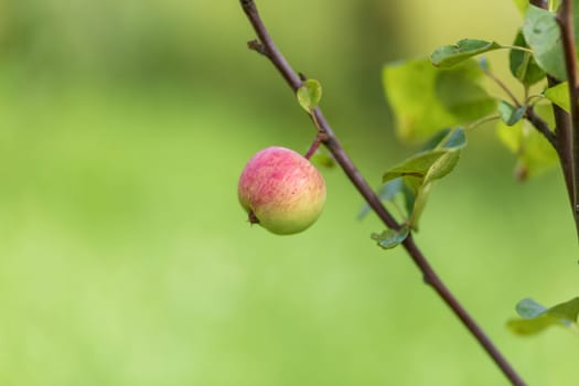Apple tree. Agriculture, leaf with soft focus and blurred background
