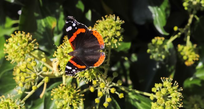Red Admiral butterfly. Vanessa atalanta sitting on a blooming iv