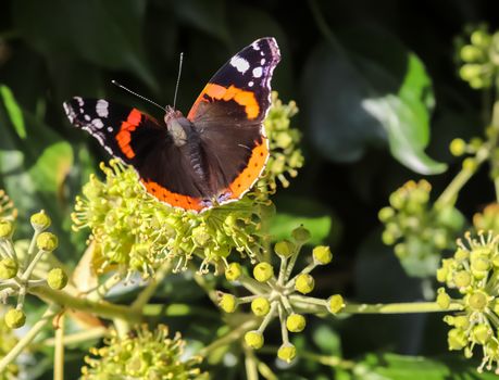 Red Admiral butterfly. Vanessa atalanta sitting on a blooming iv