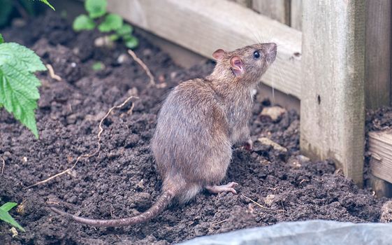 a brown rat by a fence