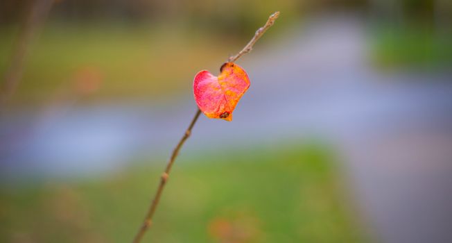 Autumn red leaf on a branch