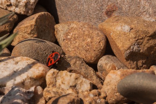 Pyrrhocoris apterus. a red-black bug (beetle) sits on sunlit stones. Insect habitat, entomology, insect study. biology and zoology in the wild.