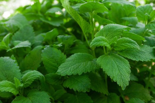 garden peppermint bushes. green fragrant leaves close-up. growing organic products, herbs and spices. ingredient for fortified wholesome food. mint tea production.