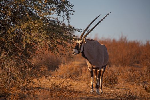 Single Oryx in Kgalagadi Trans Frontier Park 4645