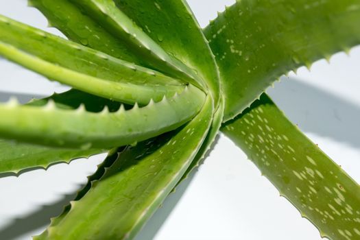 Aloe vera is a gelatinous substance obtained from a kind of aloe, used especially in cosmetics as an emollient and for the treatment of burns.