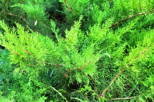 Juniperus Chinensis plant in the garden