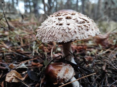 mushroom pallid poisonous toadstool in pine autumn forest