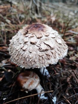 mushroom pallid poisonous toadstool in pine autumn forest