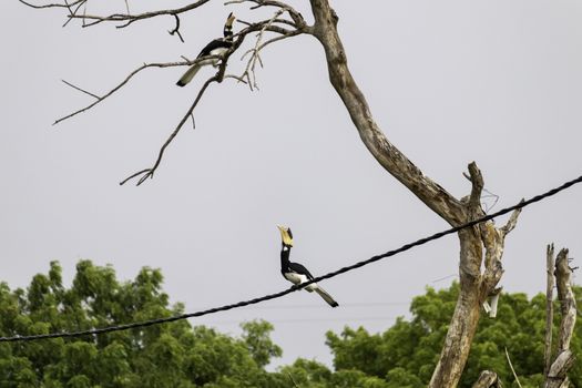 Great Hornbill Bird on a cable about to jump