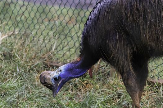 Cassowary Peck at the grass for Food