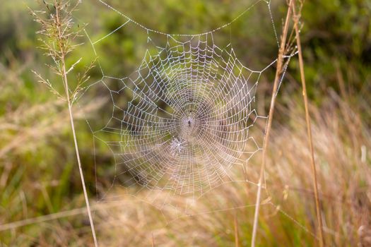 Spider web, Horton Plains