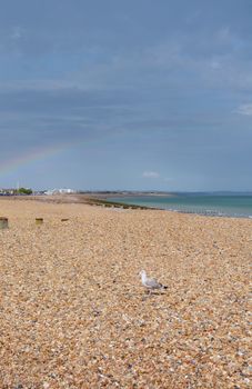 Seagull in sunshine on a pebble beach, rainbow arches across sky