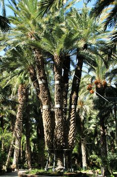 Colossal eight-arm palm tree