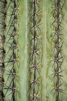 Carnegiea gigantea cactus texture