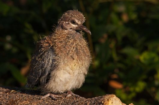 Very young fledgling dove on a branch 6532