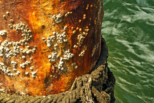 Rock barnacle on corrosion pole