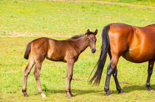 bay foal who is with his mother in the summer in a meadow