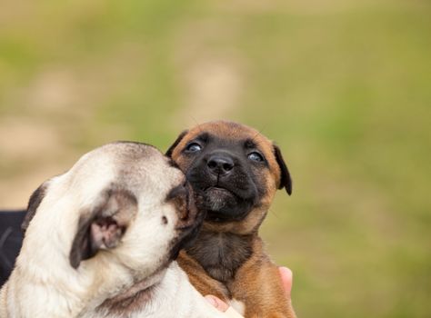 pug puppy and malinois cross puppy and bull mastiff in the hand 