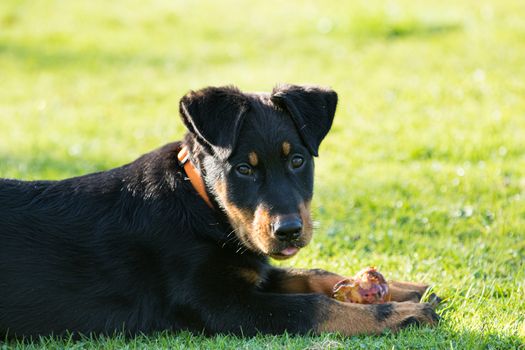 adorable young Beauce shepherd dog lying in the green grass and 