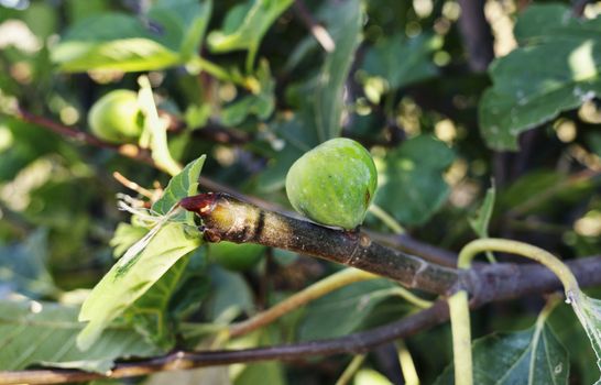 Fig tree with fruit close up