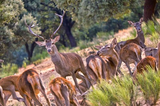 Red Deer, Rutting Season, Monfrague National Park, Spain