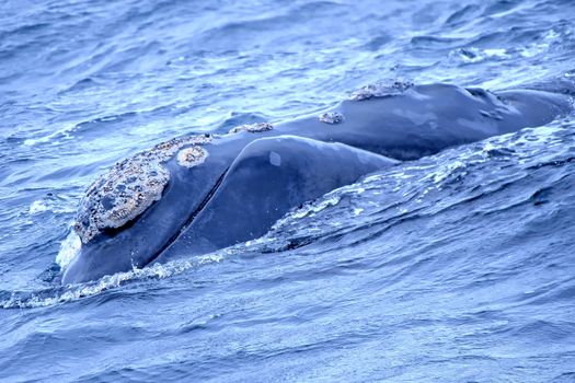 Southern Right Whale, Gansbaai, Western Cape, South Africa