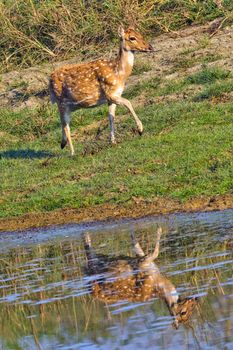Spotted Deer, Royal Bardia National Park, Nepal