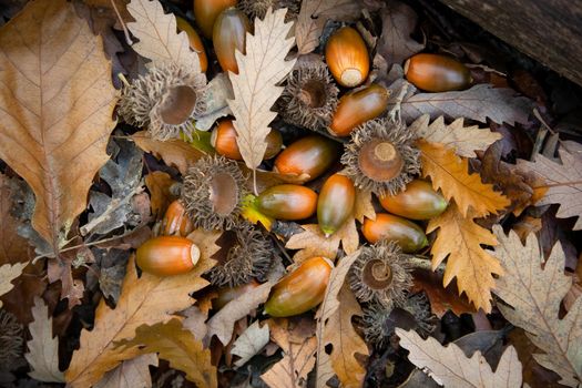 Close up of ripe acorns and oak leaves on the floor of s UK woodland