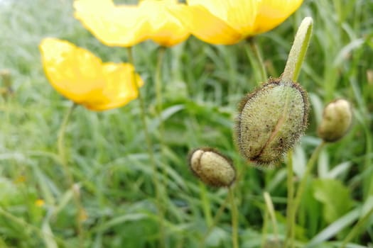Yellow poppies. Blossomed and undissolved buds. Summer