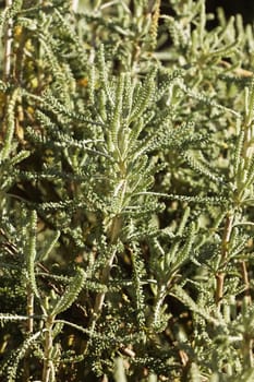 Holy flax shrub -santorina-