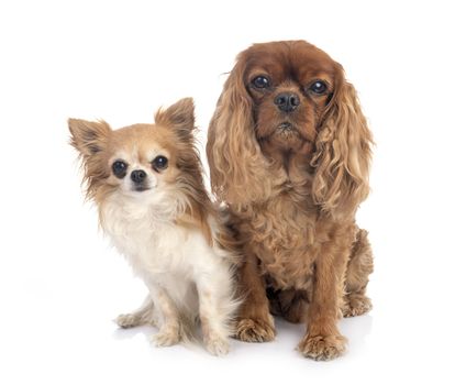 cavalier king charles and chihuahua