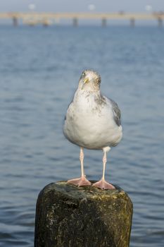 Seagull on a stage at the baltic sea beach