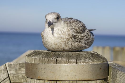 sea gull on boat dock at baltic sea beach