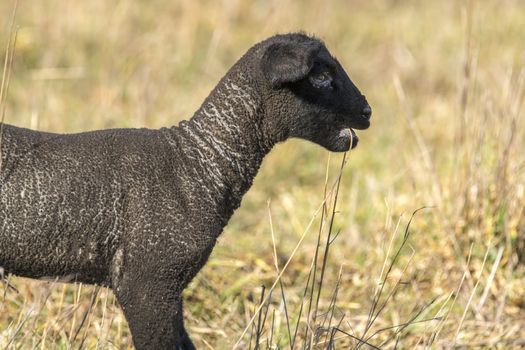 young new born black lamb explores the world