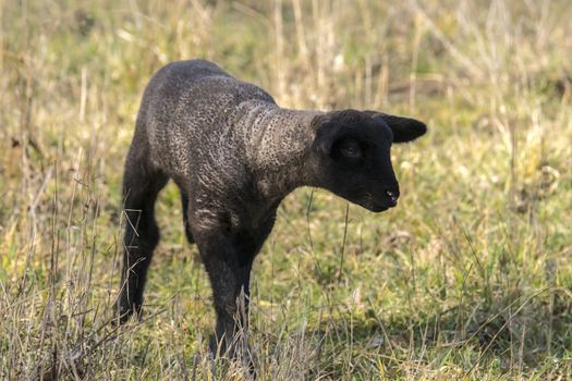 young new born black lamb explores the world