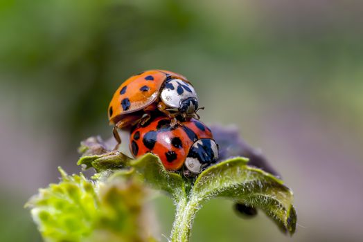 Two ladybugs mating in my season garden
