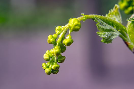 Gooseberry bud im spring time
