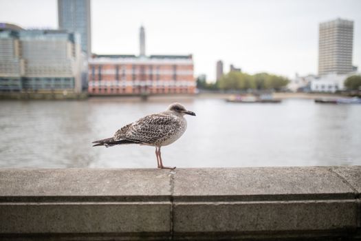 Landscape View of a Gull Standing on a Concrete Barrier with a River Behind it