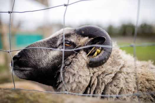 Lateral view of a horned black and white sheep behind a square knot fence
