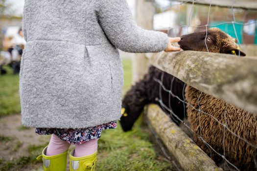 Little girl feeding a brown lamb that sticks its snout out of a wire fence
