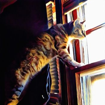 Cat looks through the window