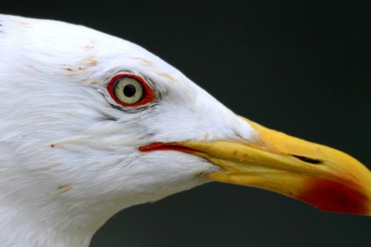 Yellow-legged Gull, Atlantic Islands of Galicia National Park, Cies Islands, Spain