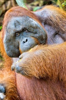 Orangutan, Tanjung Puting National Park, Borneo, Indonesia