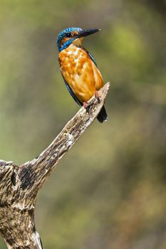Kingfisher, Monfragüe National Park, Spain