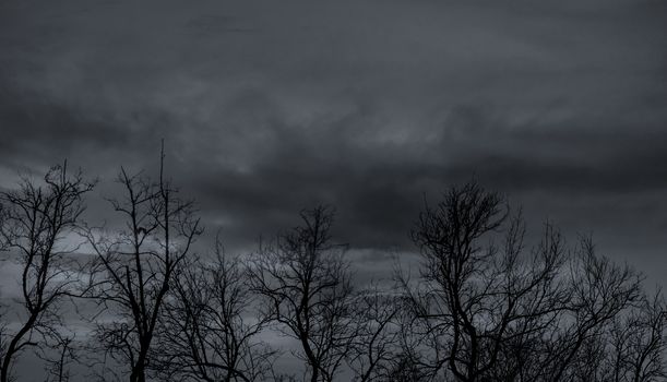 Silhouette dead tree on dark dramatic sky and gray clouds. Dark 