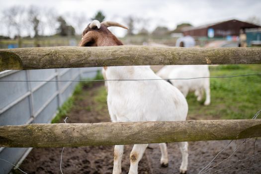White and brown goat prancing joyfully behind a fence in a farmyard