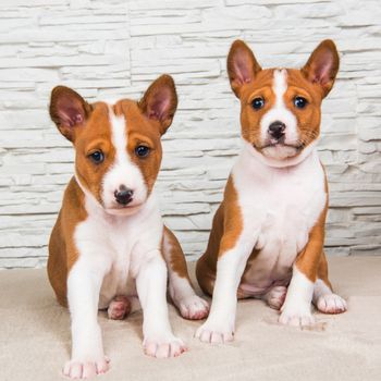 Two Funny small babies Basenji puppies dogs on white wall background, greeting card